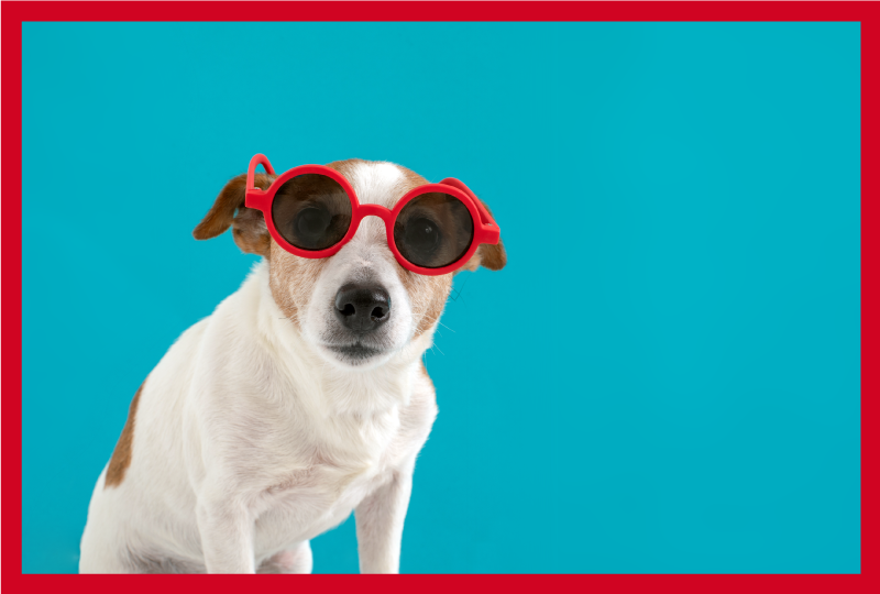 乙烯基地毯动物时尚狗狗肖像 - TenStickers