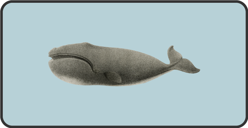 乙烯基地毯动物鲸鱼剪影设计 - TenStickers