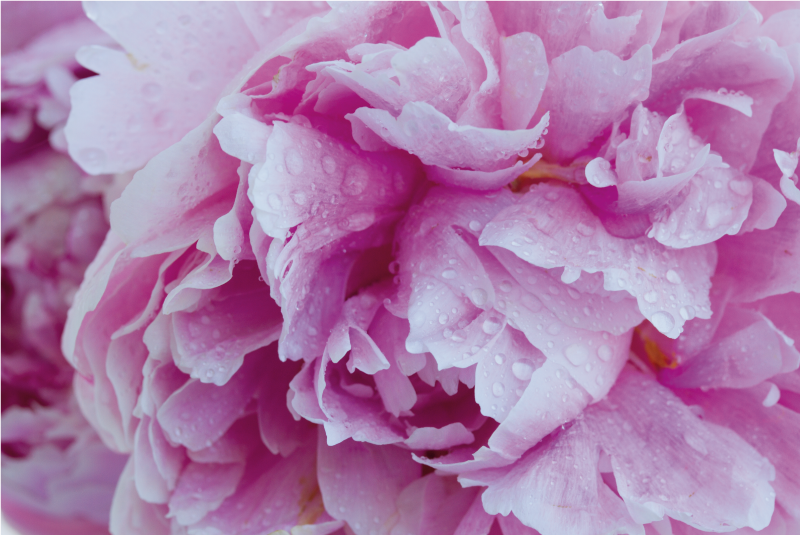 乙烯基花草地毯玫瑰色牡丹绽放 - TenStickers