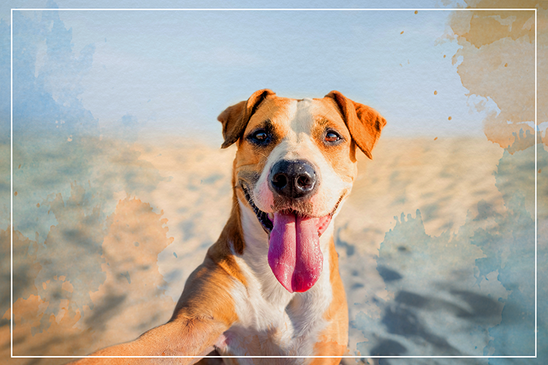 乙烯基地毯动物微笑犬肖像 - TenStickers