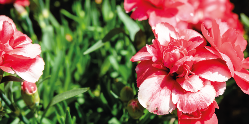 乙烯基花草地毯粉色花朵与草地 - TenStickers