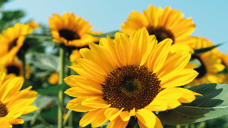 乙烯基花草地毯明亮向日葵设计 - TenStickers