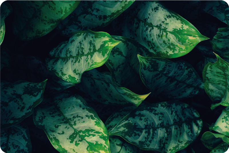 马兰塔叶子花卉乙烯基地毯 - TenStickers