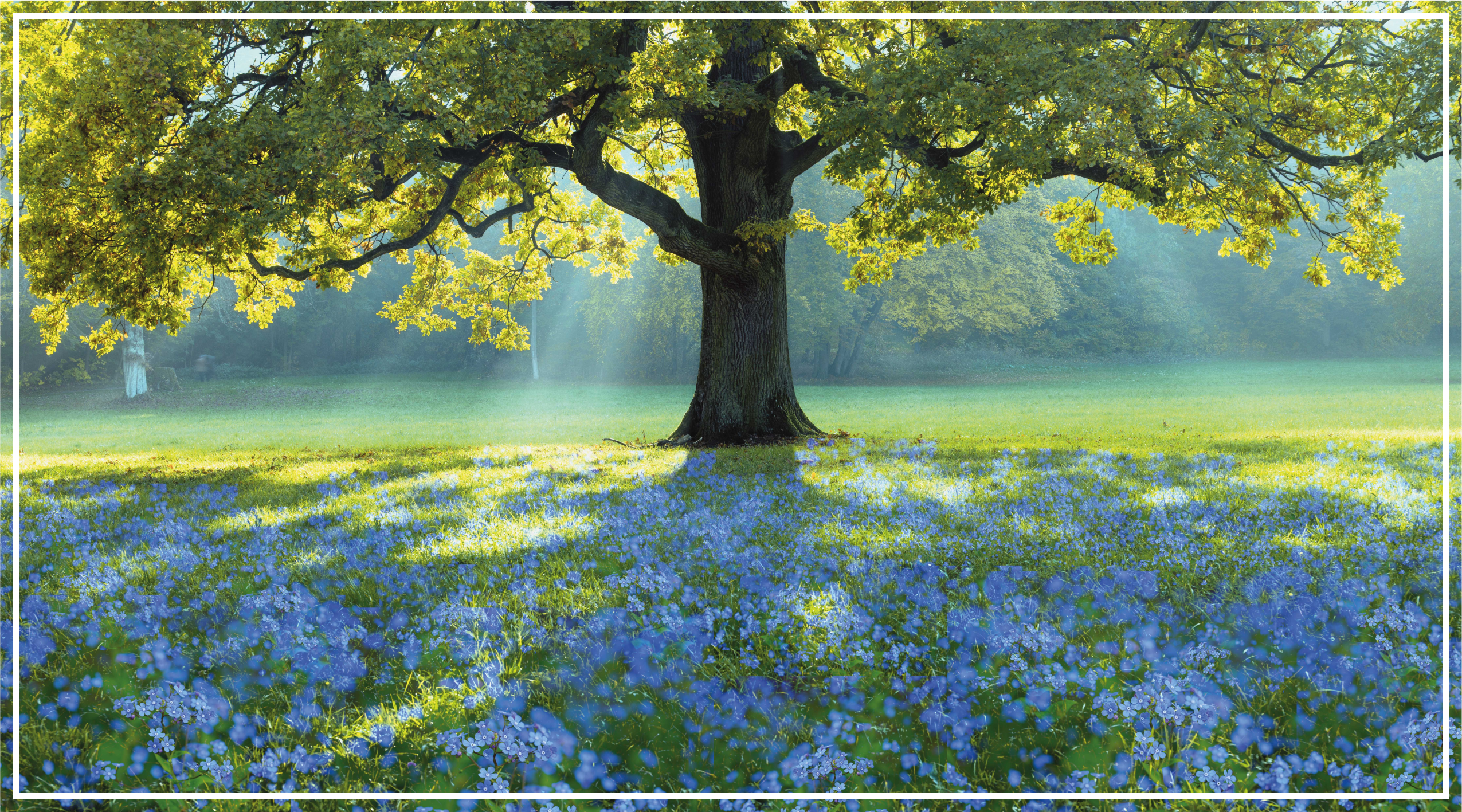 天然乙烯基地毯盛开的树木场景 - TenStickers