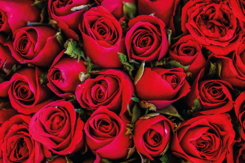 红玫瑰图案自然乙烯基地毯 - TenStickers