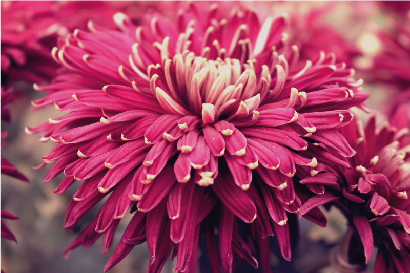 乙烯基花草地毯真实感菊花 - TenStickers