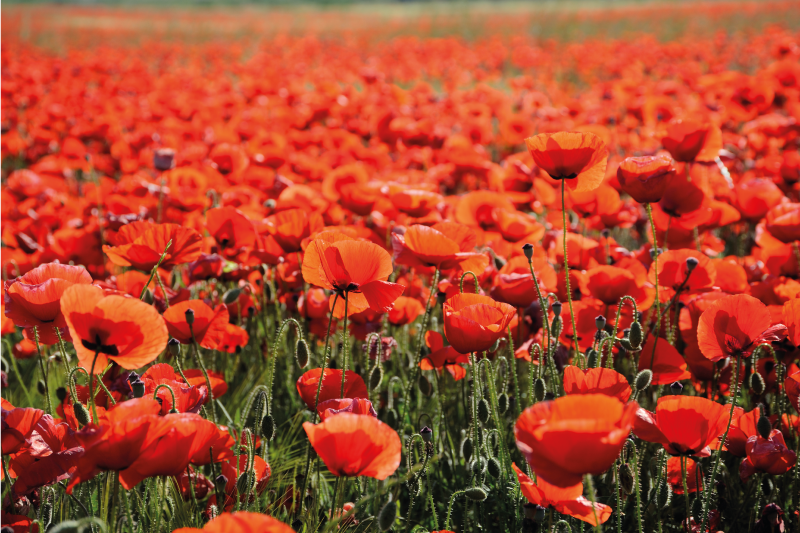 乙烯基花草地毯生动的红色罂粟花 - TenStickers
