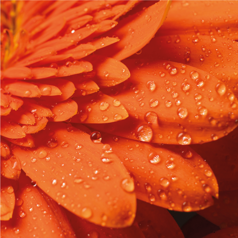 乙烯基花草地毯明亮橙色花瓣 - TenStickers