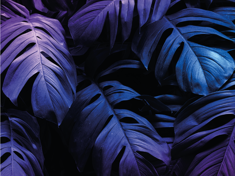 乙烯基花草地毯 热带叶子设计 - TenStickers