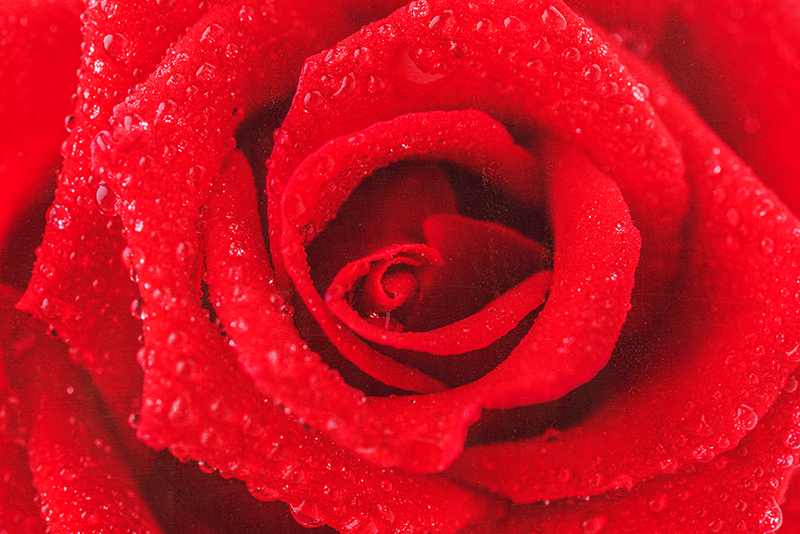 乙烯基地毯 玫瑰花 - TenStickers