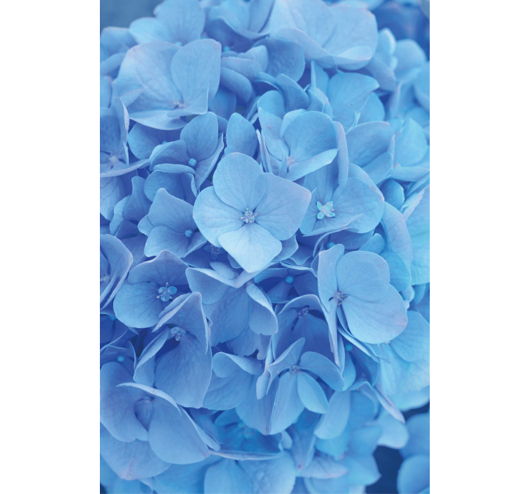 墙纸花卉绣球花 - TenStickers