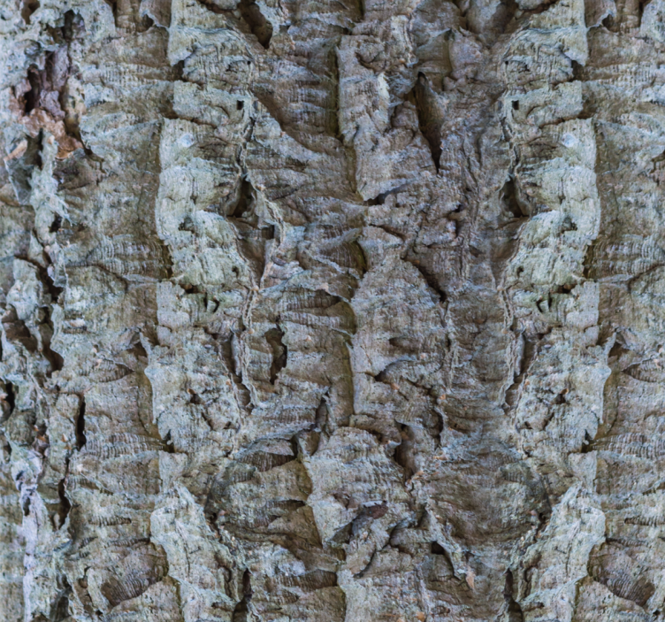 墙纸木质 树皮纹理 - TenStickers